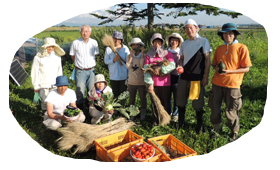 自家製野菜収穫